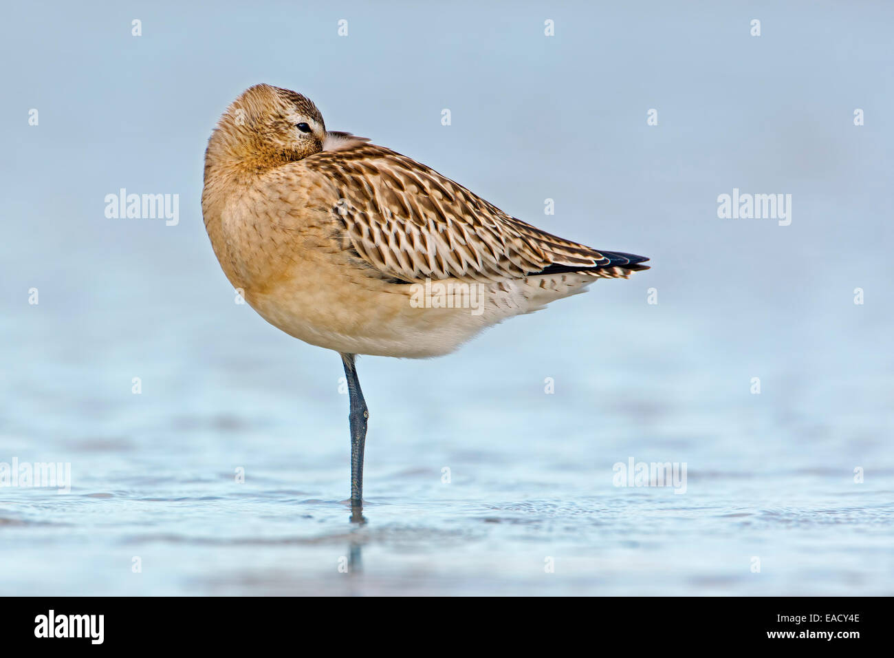 Bar-tailed Uferschnepfe (Limosa Lapponica), grundlegende Gefieder, ruhen, Wattenmeer, Mecklenburg-Vorpommern, Deutschland Stockfoto