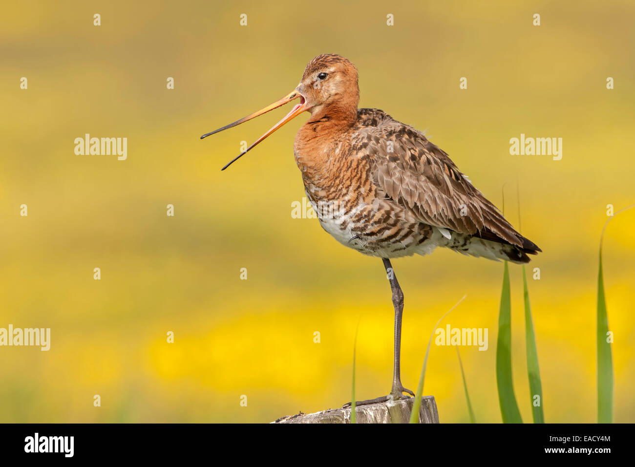 Uferschnepfe (Limosa Limosa), Zucht Gefieder, mit der Aufforderung, Texel, Niederlande Stockfoto