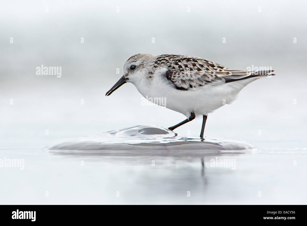Sanderling (Calidris Alba), ernähren sich von Quallen, grundlegende Gefieder, Watt, Wattenmeer, Ostsee, Mecklenburg-Vorpommern Stockfoto