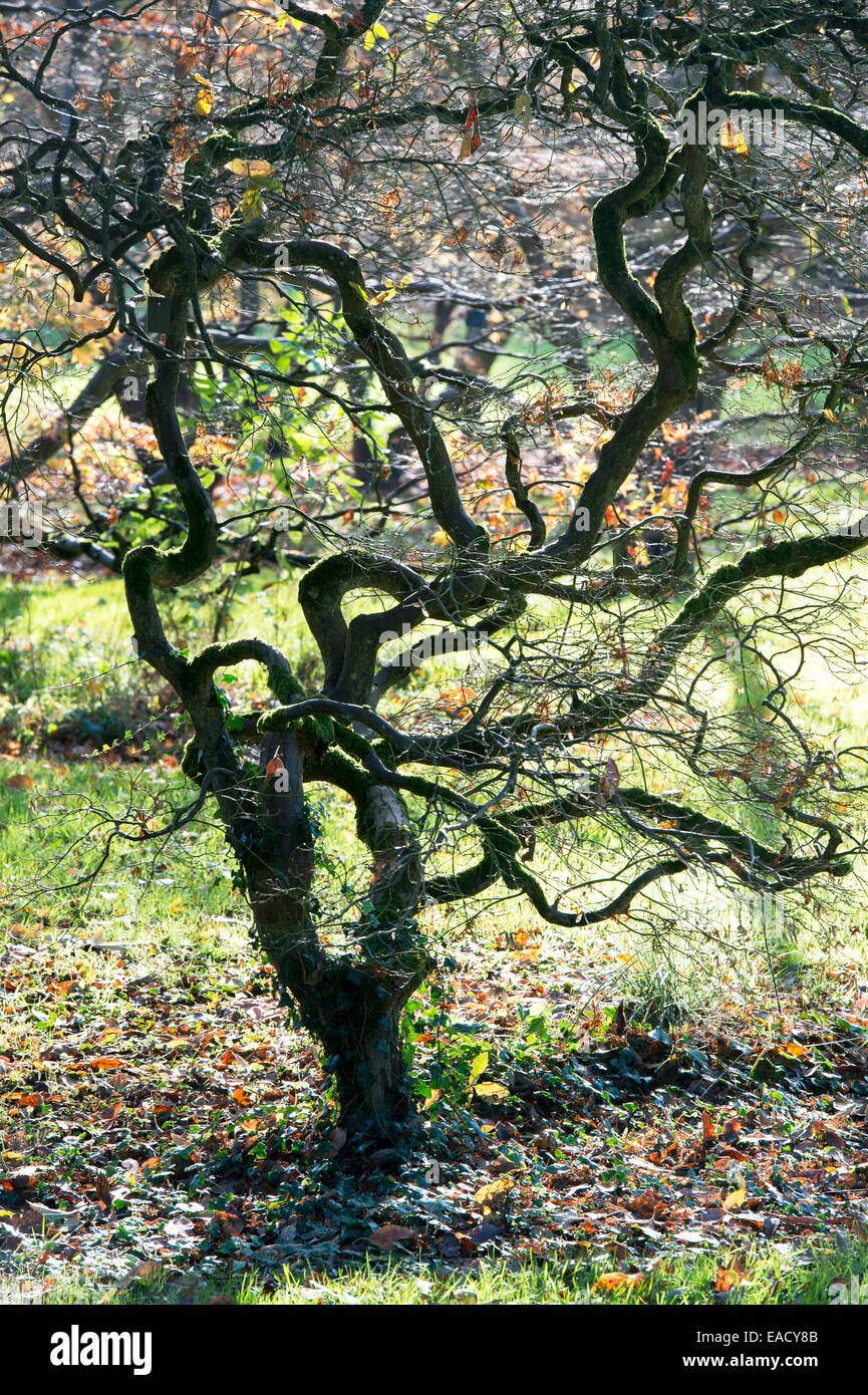 Acer Palmatum var. Dissectum. Glatte japanische Ahorn im Herbst, nachdem die Blätter gefallen sind, zeigt die Struktur des Baumes Stockfoto