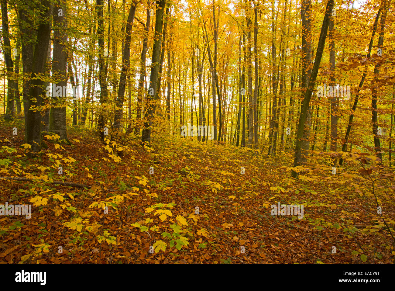 Herbstlichen Wald, Buche oder Rotbuche (Fagus Sylvatica), schwäbischen Alb, Baden-Württemberg, Deutschland Stockfoto