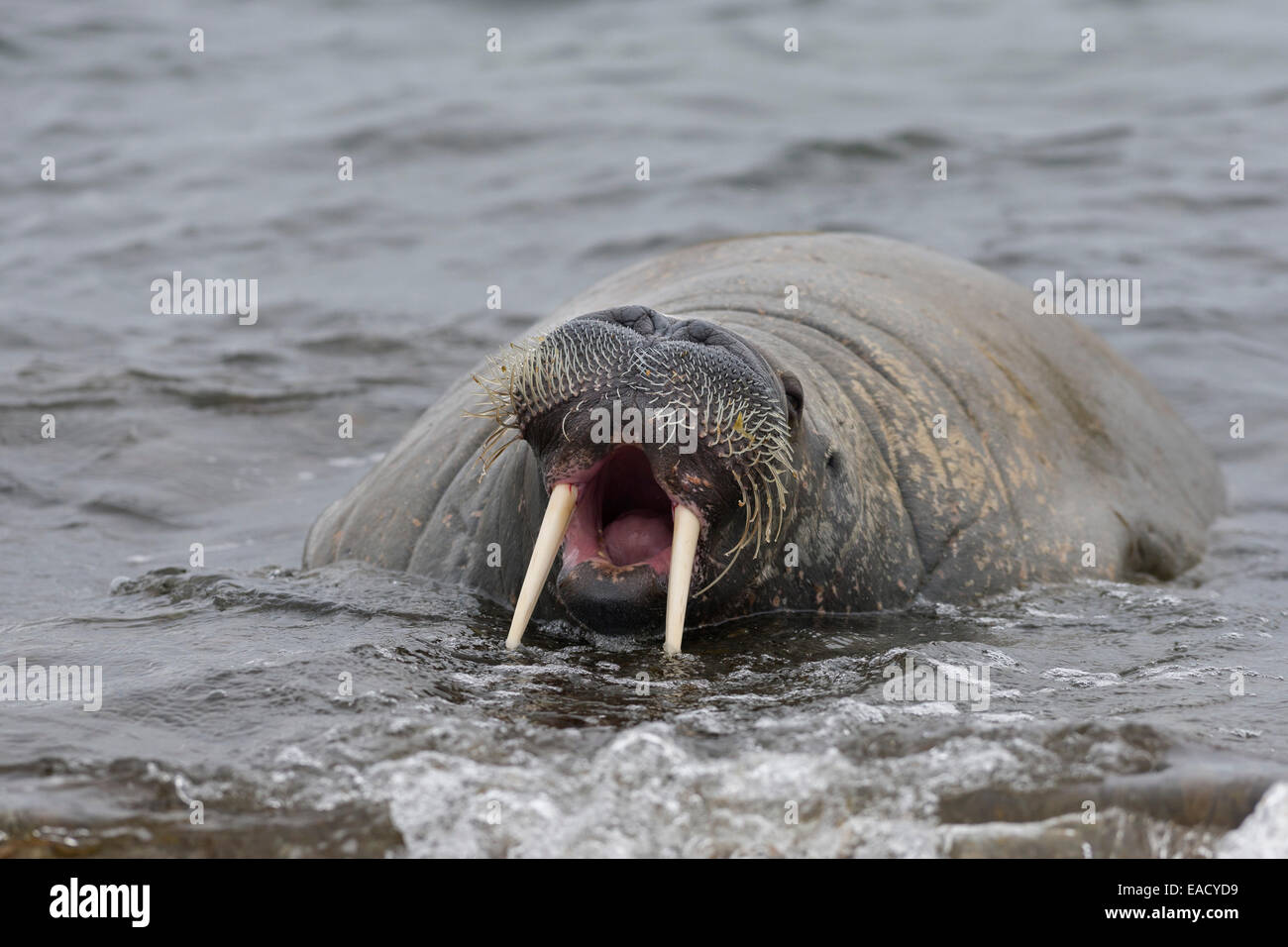 Walross (Odobenus Rosmarus) mit seinen Mund öffnen, Phippsøya, Sjuøyane, Spitzbergen, Svalbard und Jan Mayen, Norwegen Stockfoto