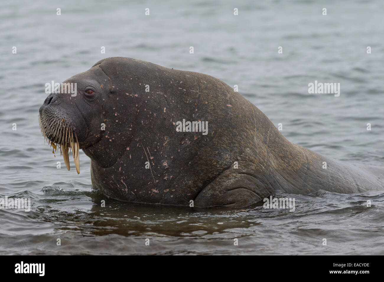 Walross (Odobenus Rosmarus), Phippsøya, Sjuøyane, Spitzbergen, Svalbard und Jan Mayen, Norwegen Stockfoto