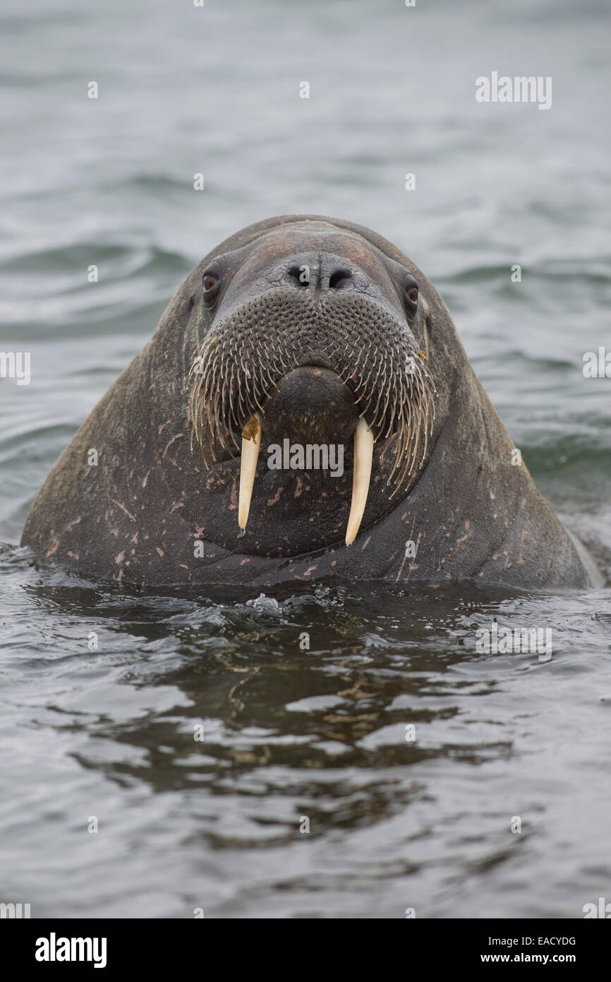 Walross (Odobenus Rosmarus), Phippsøya, Sjuøyane, Spitzbergen, Svalbard und Jan Mayen, Norwegen Stockfoto