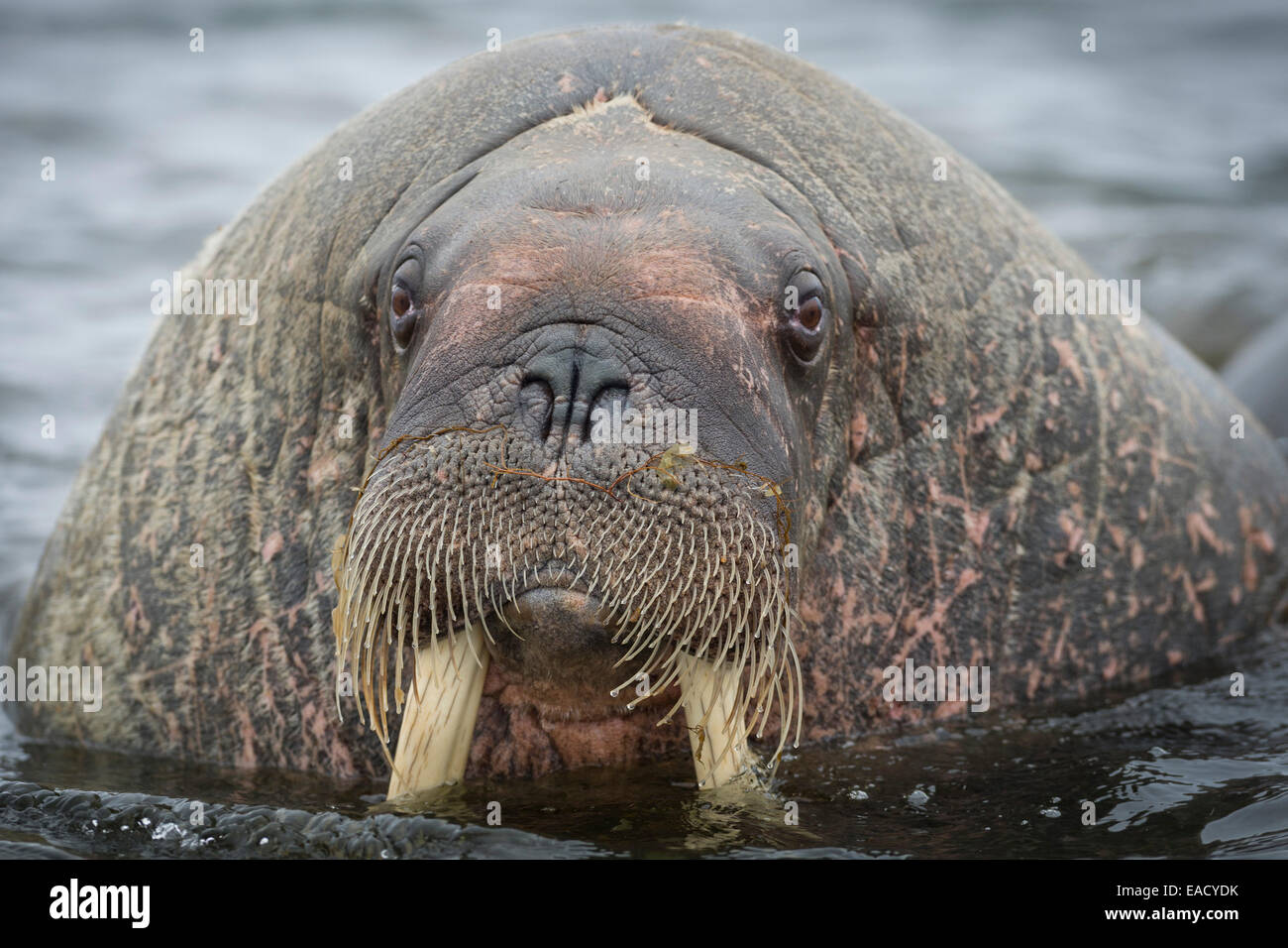 Walross (Odobenus Rosmarus), Phippsøya, Sjuøyane, Spitzbergen, Svalbard und Jan Mayen, Norwegen Stockfoto