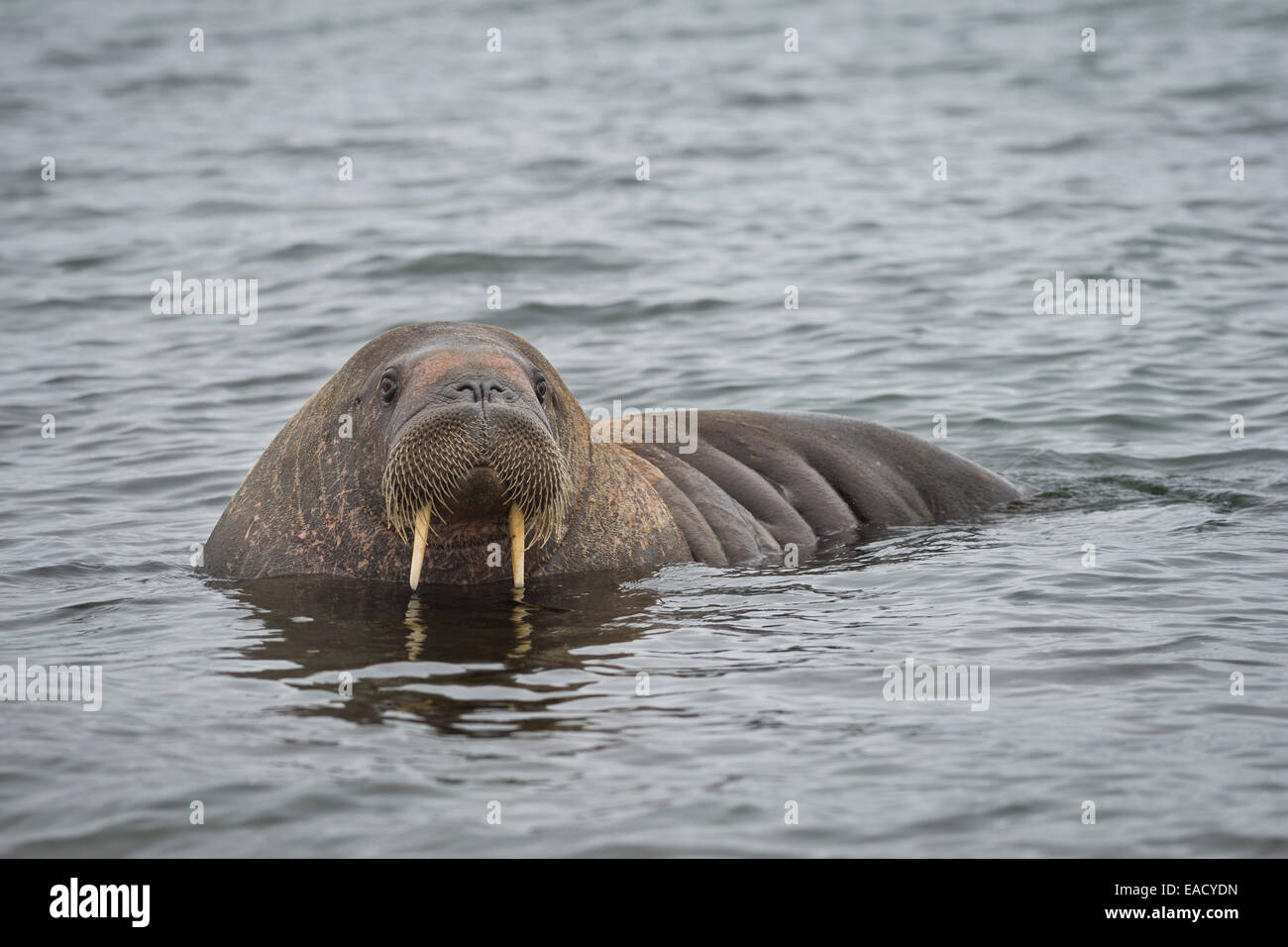 Walross (Odobenus Rosmarus), Phippsøya, Sjuøyane, Spitzbergen, Svalbard und Jan Mayen, Norwegen Stockfoto