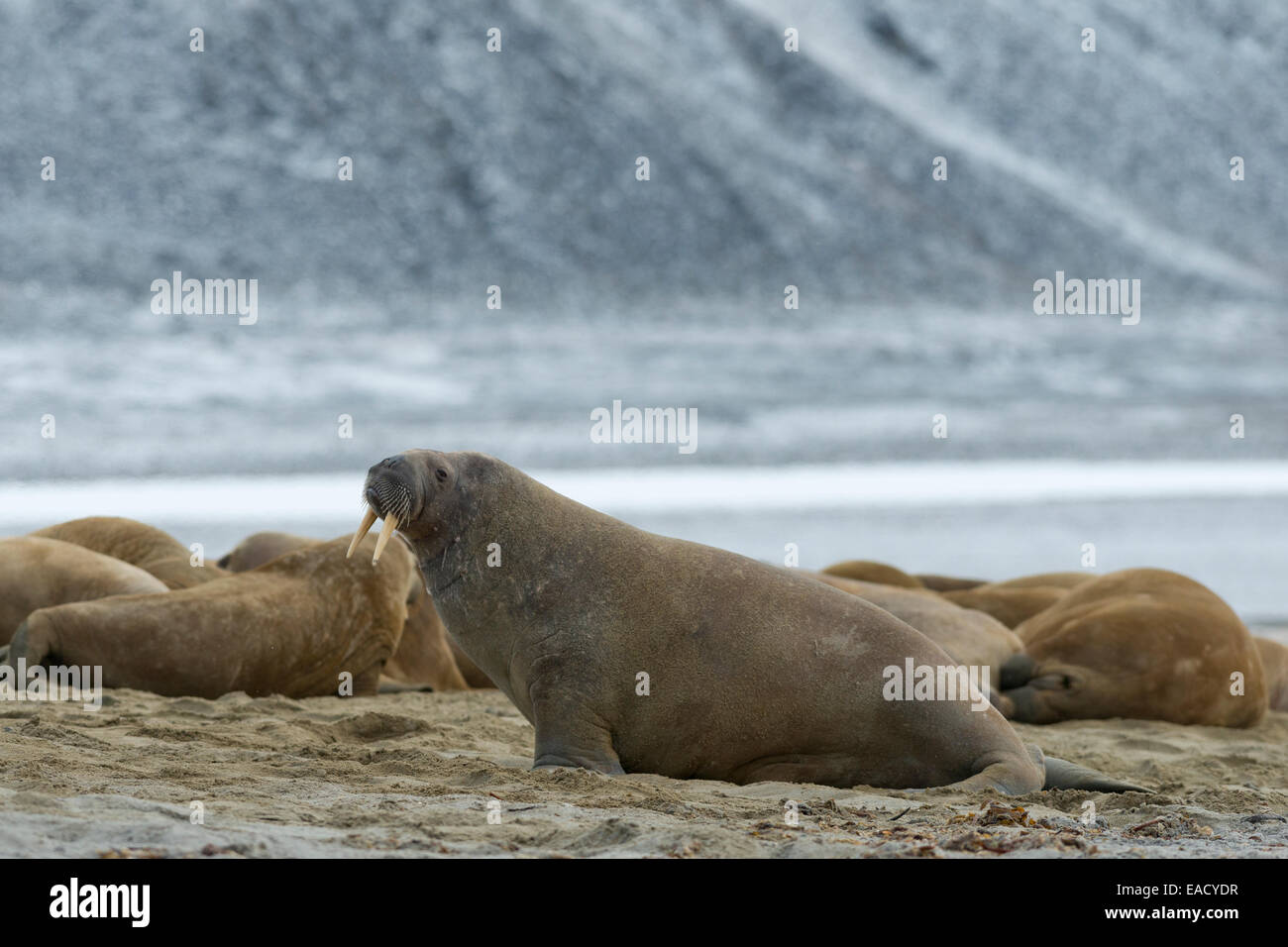 Walrosse (Odobenus Rosmarus), Phippsøya, Sjuøyane, Spitzbergen, Svalbard und Jan Mayen, Norwegen Stockfoto