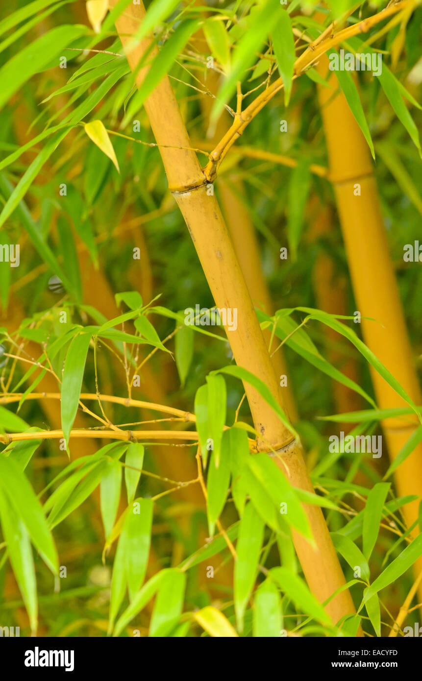 Bambus (phyllostachys vivax 'aureocaulis') Stockfoto