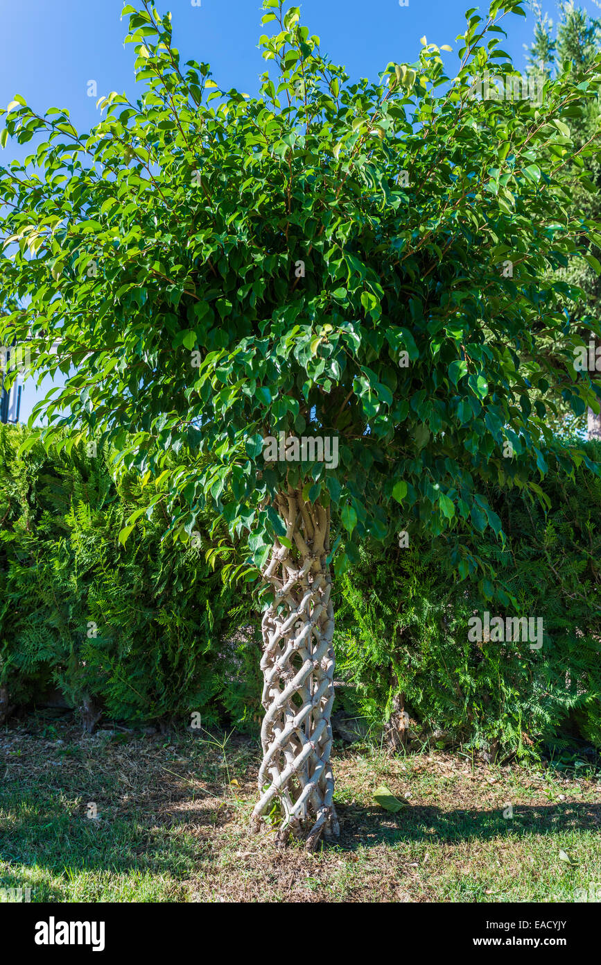 Weinend Feigen (Ficus Benjamina), geflochtene Stämme, Falez Park, Antalya, Türkei Stockfoto