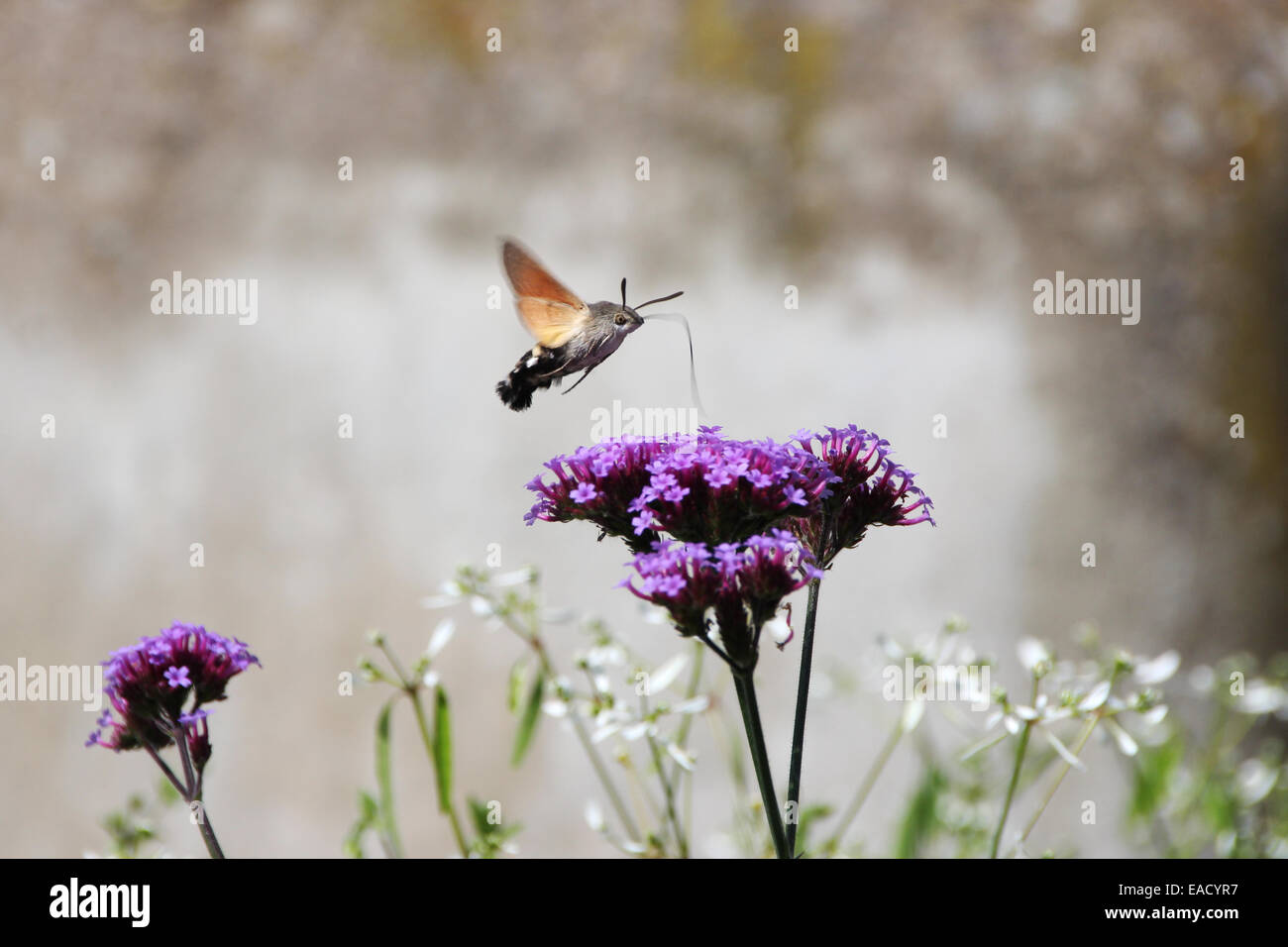 Kolibri Falke-Motte oder Hummingmoth (Macroglossum Stellatarum) an Bord Nahrungsaufnahme, Baden-Württemberg, Deutschland Stockfoto