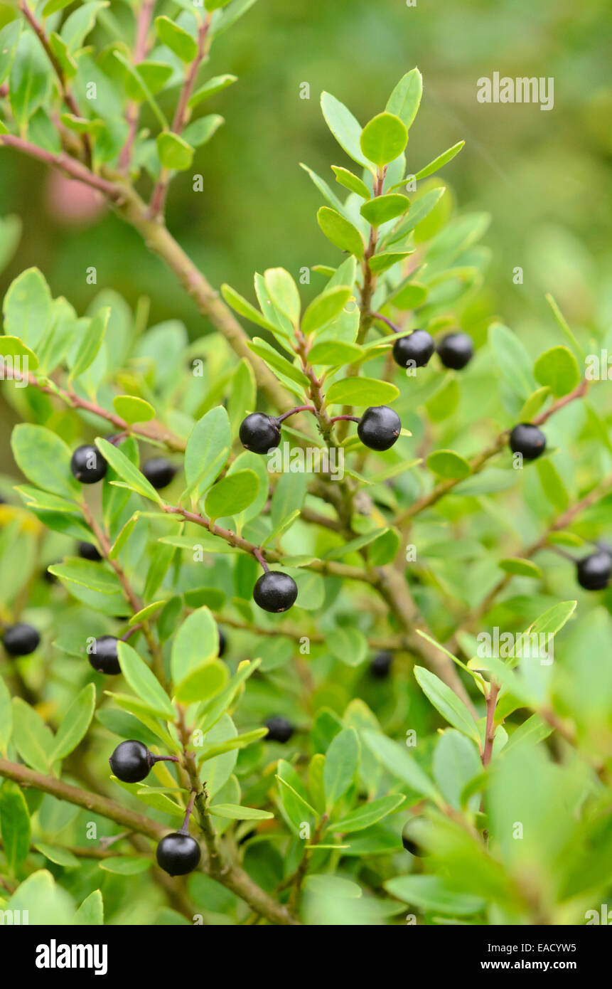 Japanische Stechpalme (Ilex meserveae) Stockfoto