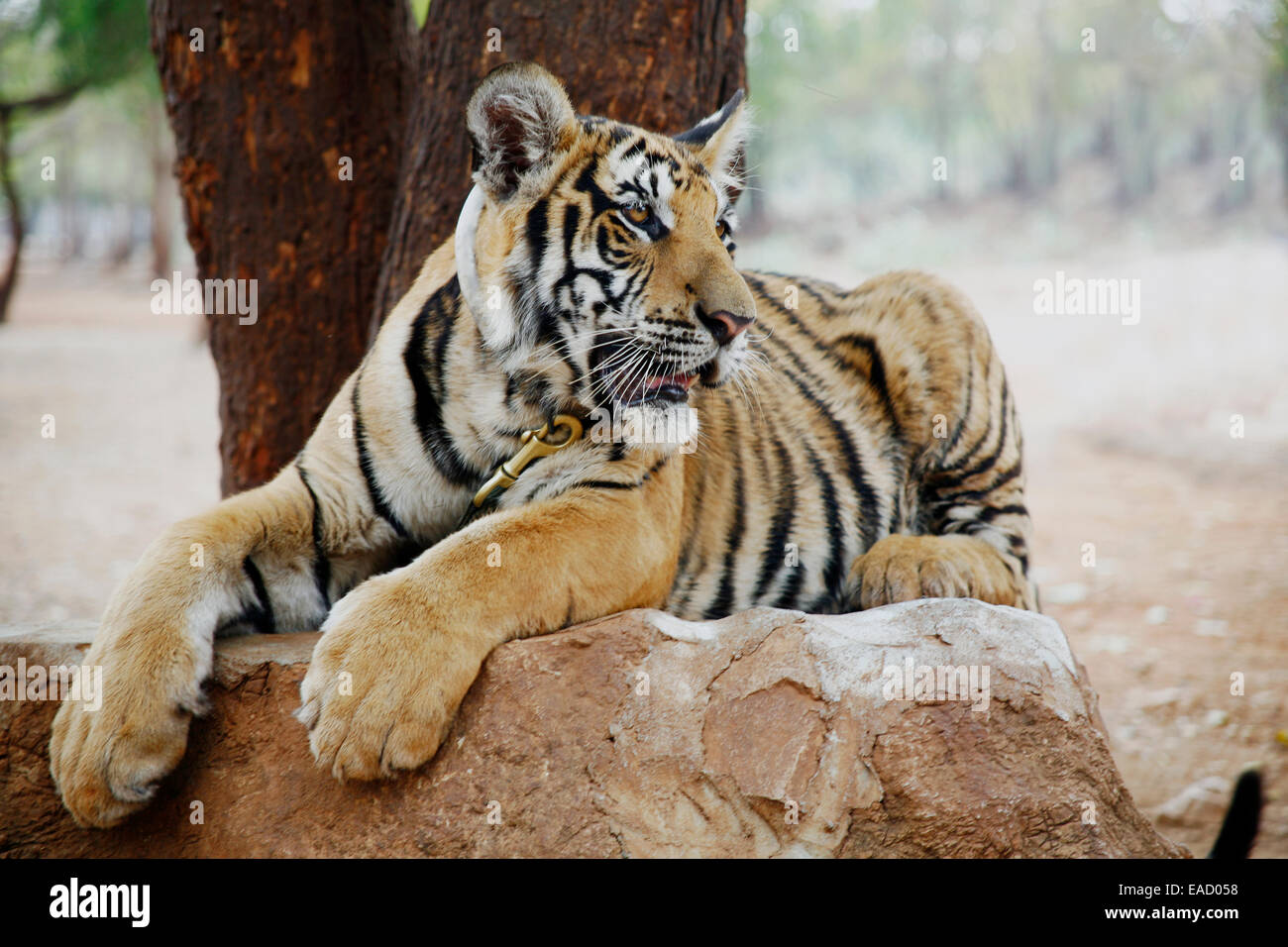 Tiger-Tempel oder Wat Pa Luangta Bua, Indochinesische Tiger (Panthera Tigris Corbetti), Kanchanaburi, Thailand Stockfoto