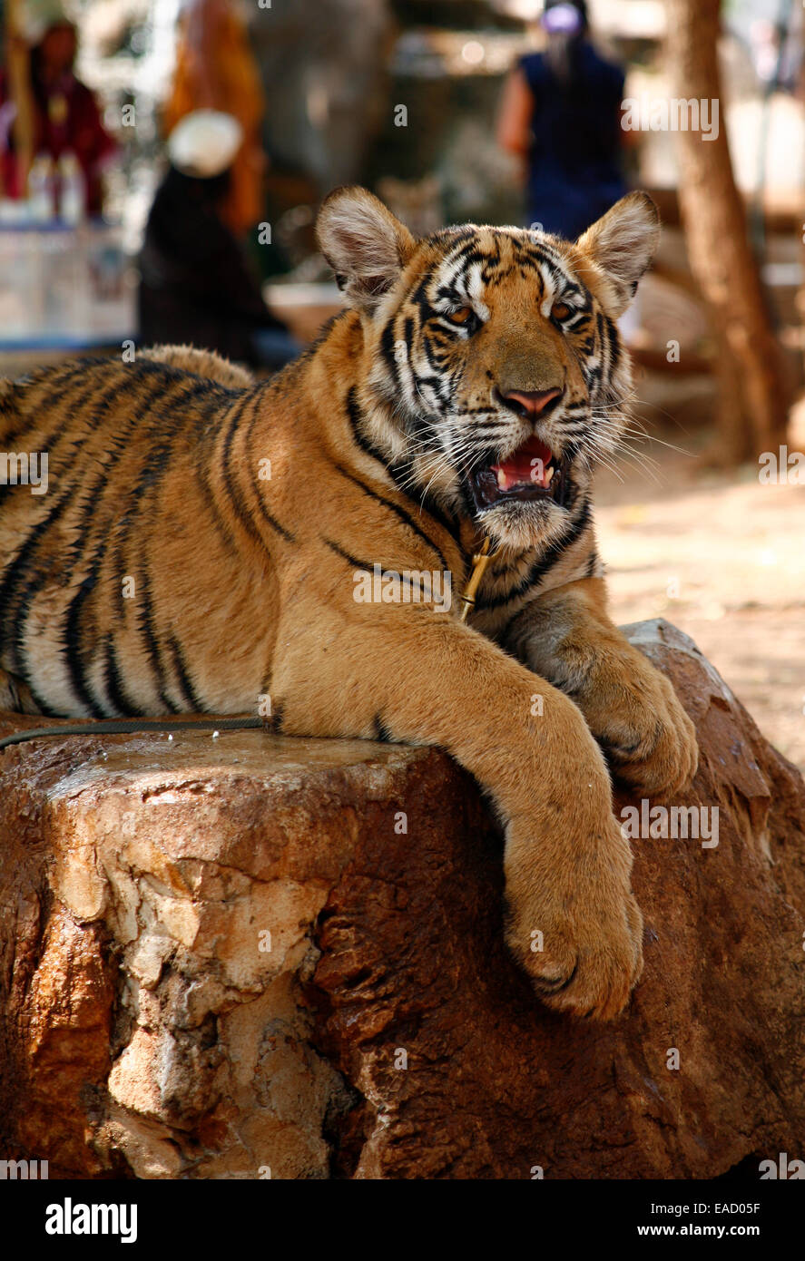 Tiger-Tempel oder Wat Pa Luangta Bua, Indochinesische Tiger (Panthera Tigris Corbetti), Kanchanaburi, Thailand Stockfoto