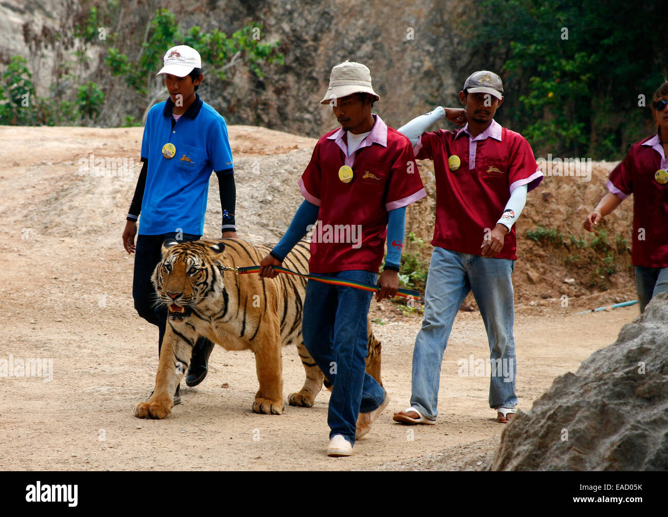 Tiger-Tempel oder Wat Pa Luangta Bua, Männer führt eine Indochinesische Tiger (Panthera Tigris Corbetti) an der Leine, Kanchanaburi Stockfoto