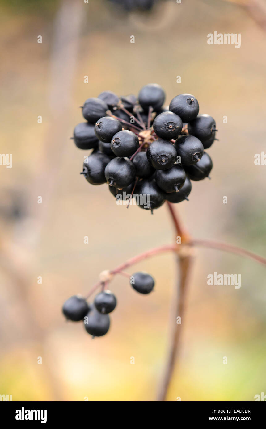 Sibirische Ginseng (eleutherococcus Senticosus) Stockfoto