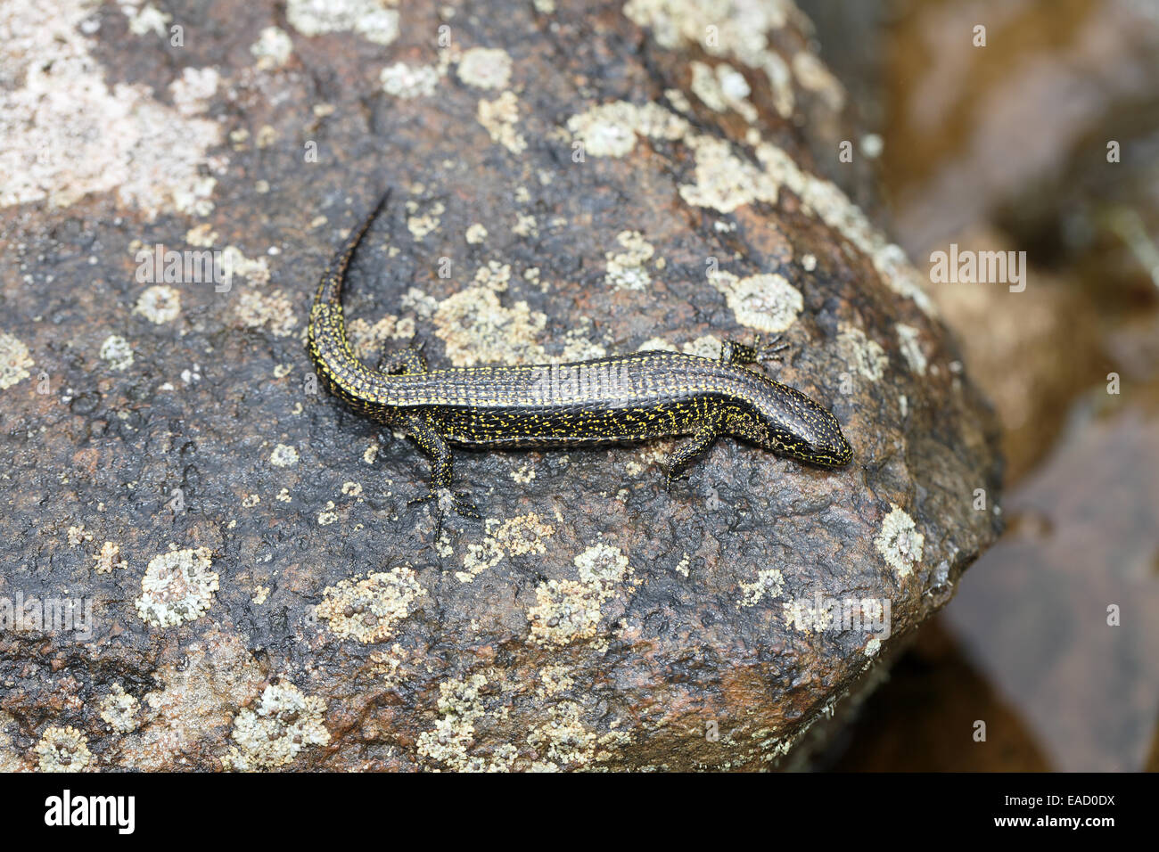 Highland Alligator Eidechse, Mesaspis monticola Stockfoto