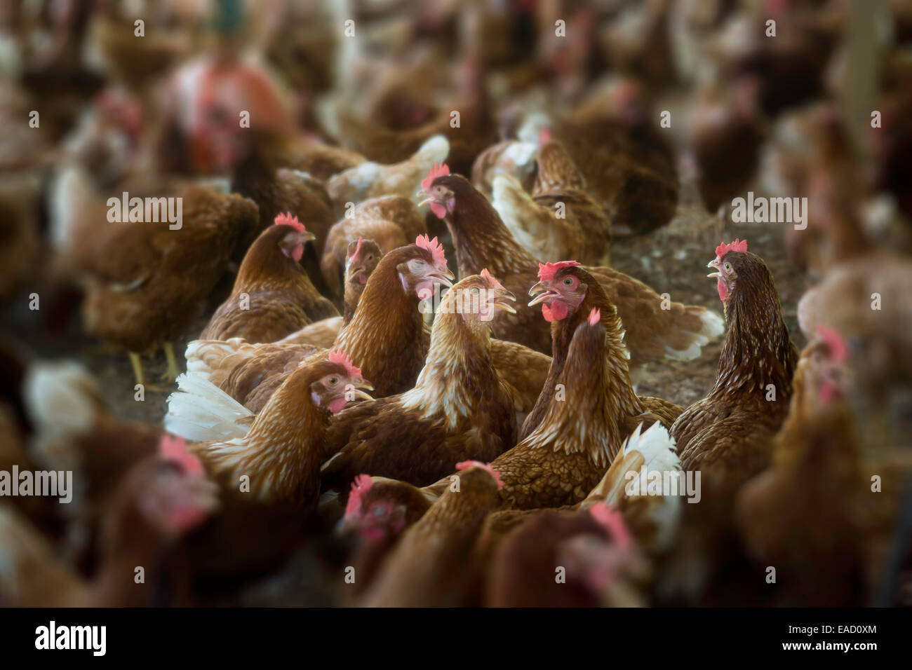 Hühner auf einer Geflügelfarm, Denis Island, Seychellen Stockfoto