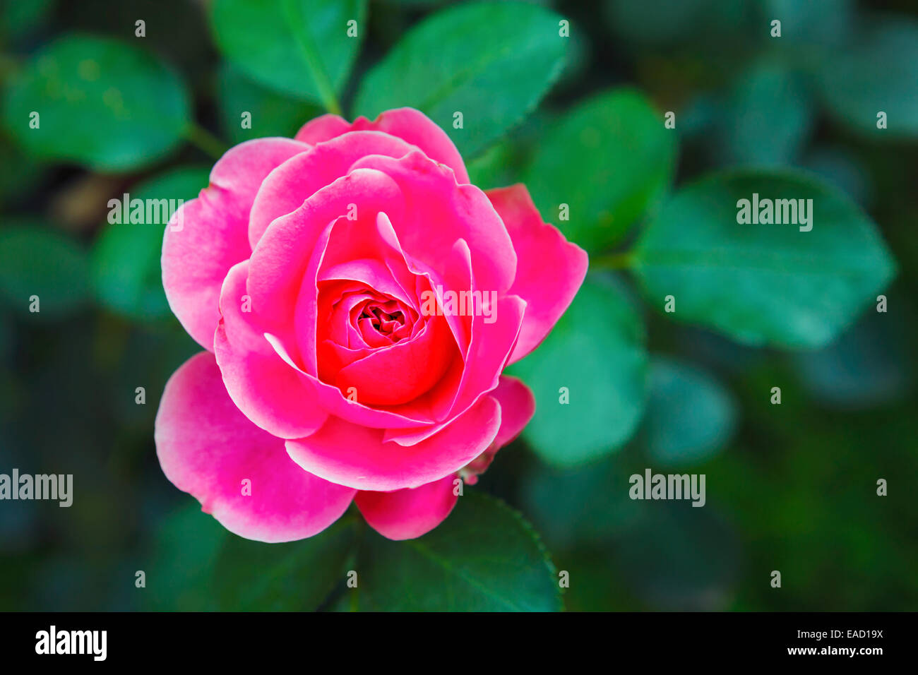 Rosa Rose Bud Nahaufnahme. Stockfoto