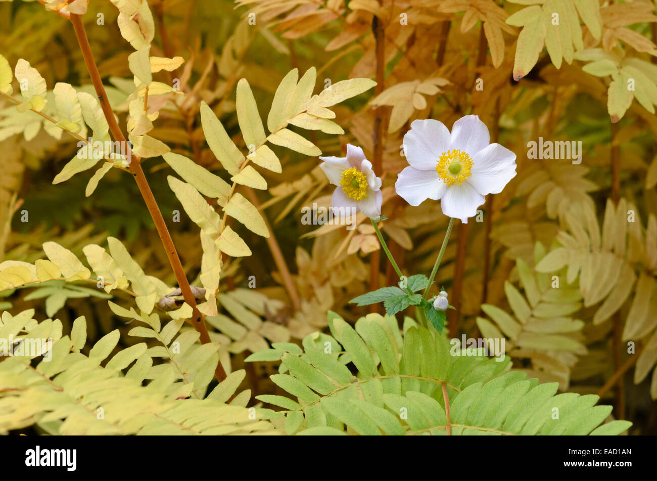 Grape-leaf Anemone (Anemone tomentosa) und Royal fern (Osmunda regalis) Stockfoto