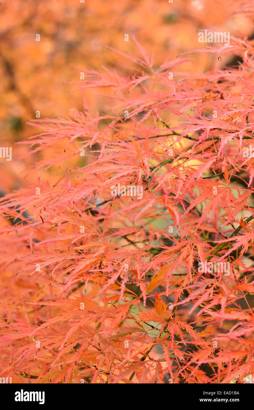 Japanischer Ahorn (Acer palmatum 'dissectum Garnet') Stockfoto