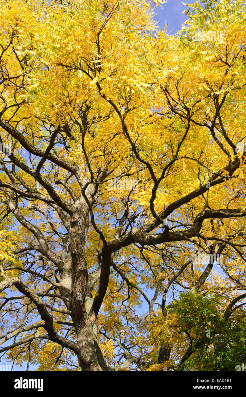 Kentucky coffeetree (Gymnocladus dioicus) Stockfoto