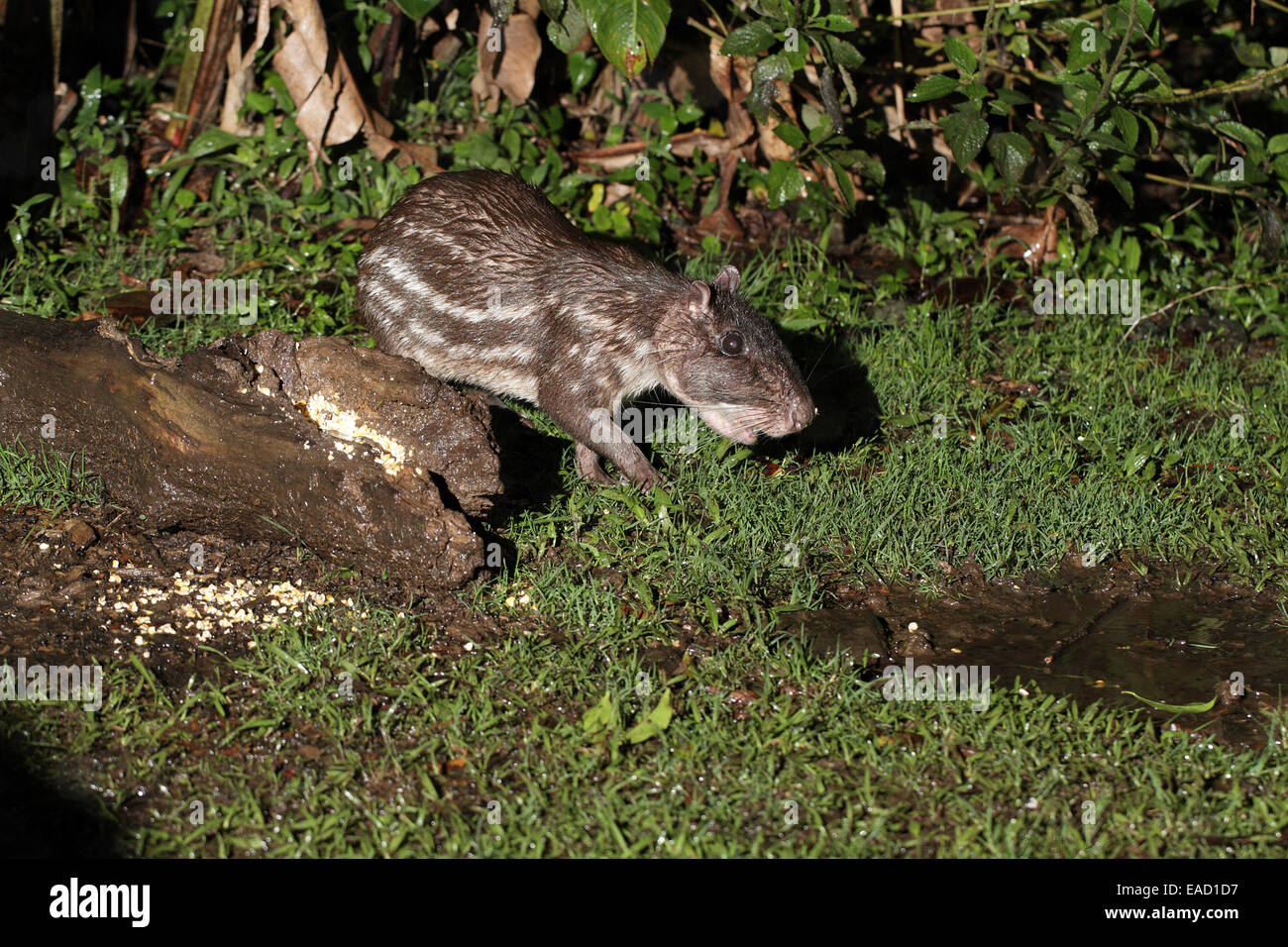 Tiefland Paca, Cuniculus paca Stockfoto