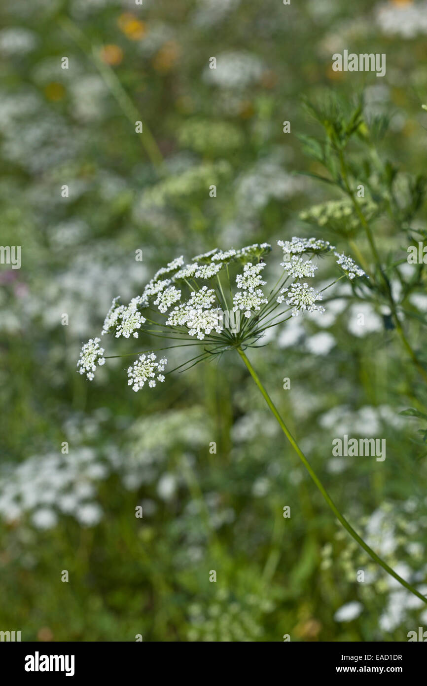Ammi Majus "Bischöfe Blume" Stockfoto