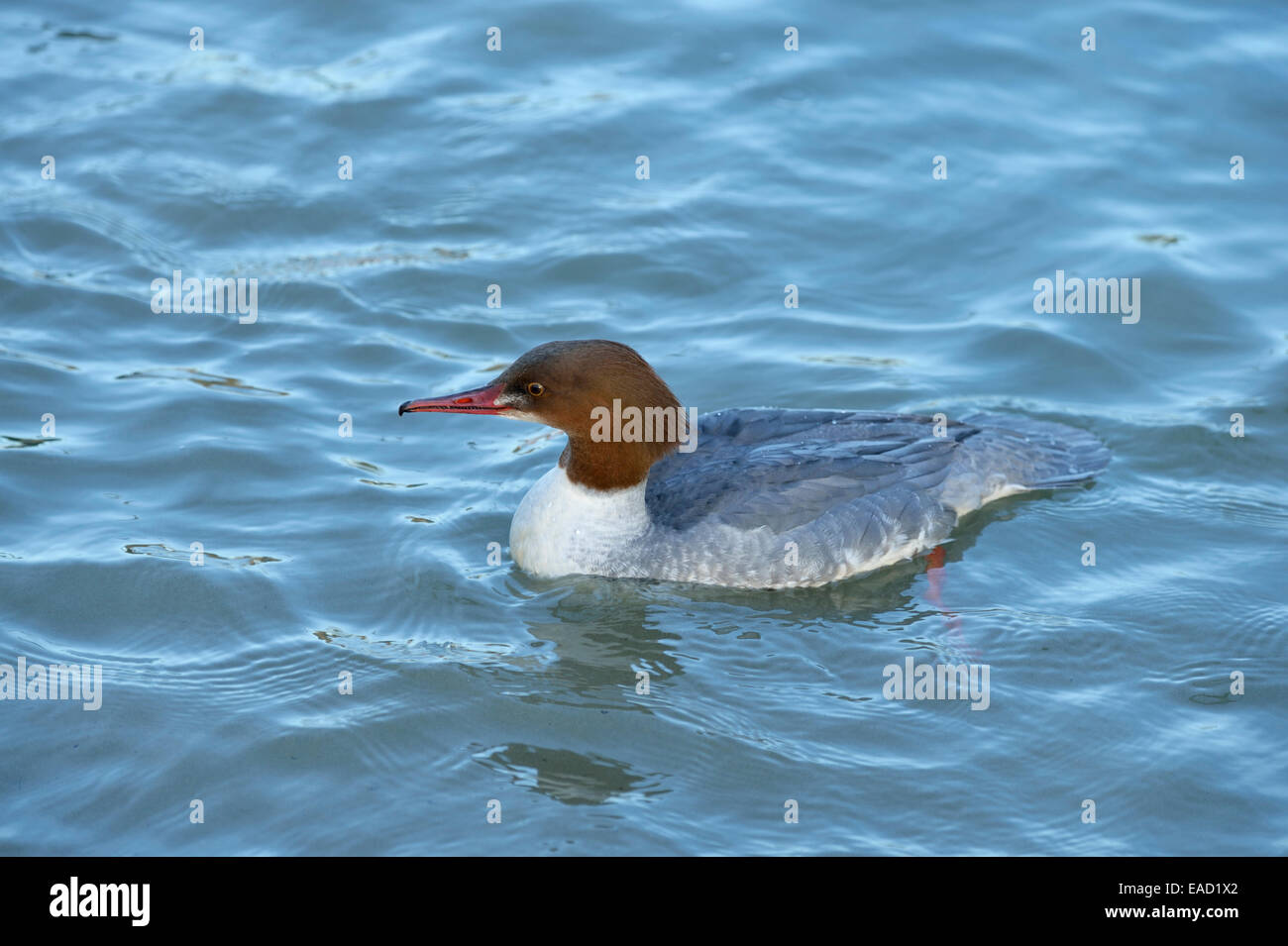 Gänsesäger oder gemeinsamen Prototyp (Mergus Prototyp), Weiblich, auf dem Wasser, Schweiz Stockfoto