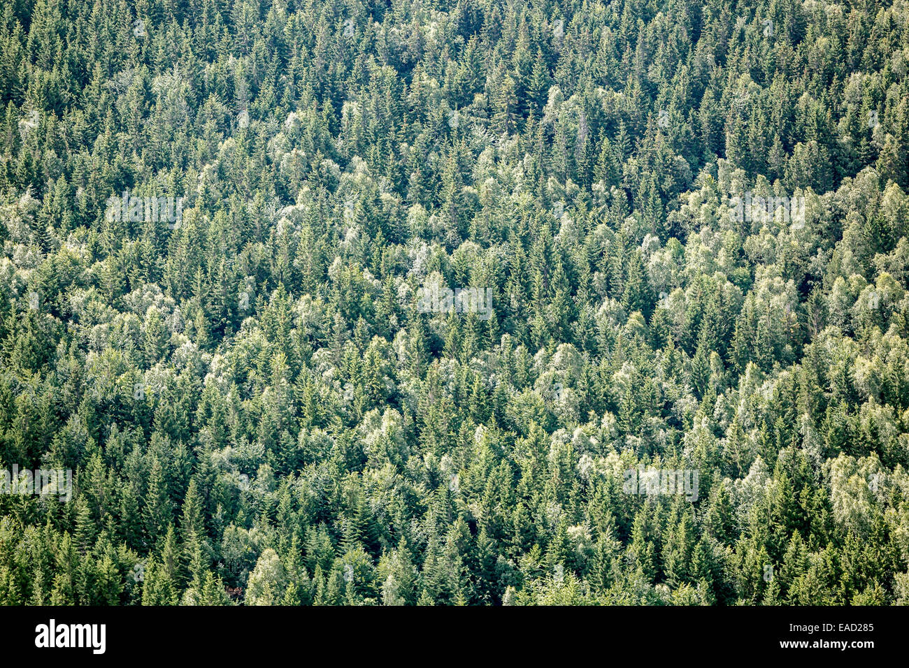 Nahaufnahme des immergrünen Wald Hintergrund. Stockfoto