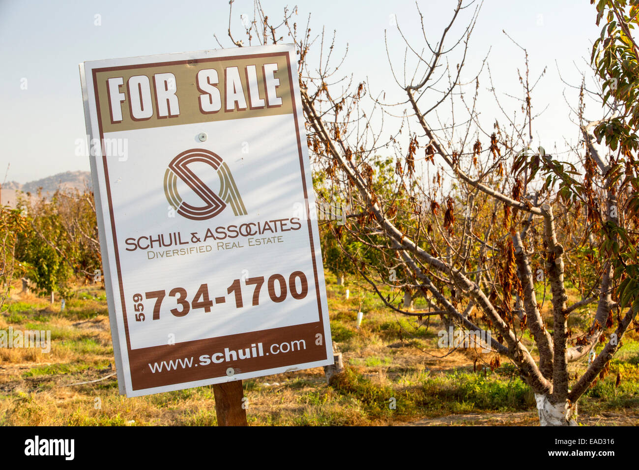 Ein Bauer, der versucht, sein Land zu verkaufen, die nicht mehr Pflanzen aufgrund der Dürre in den Boden zurück wachsen sterben Mandelbäume Stockfoto