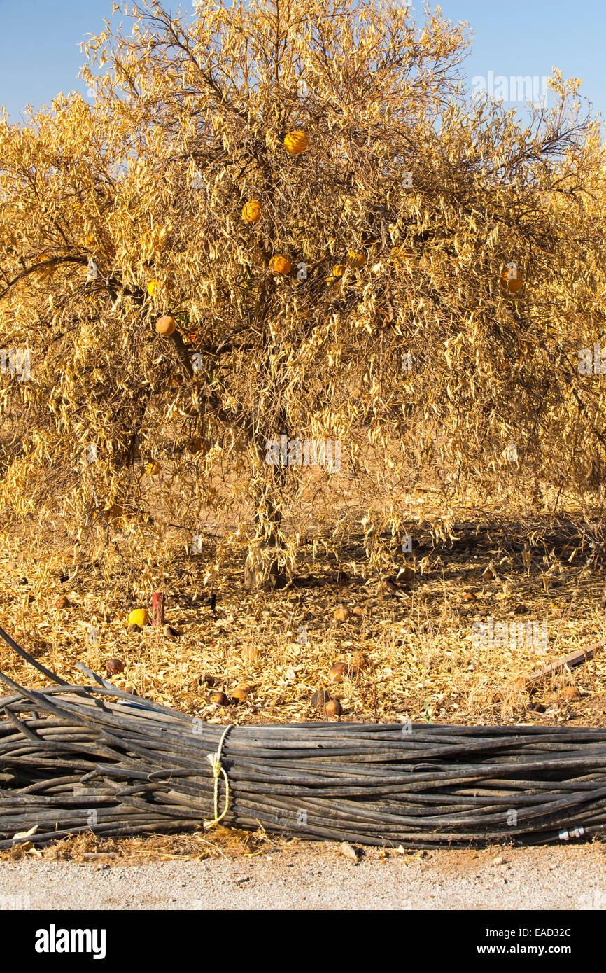 Sterben, Orangenbäume, die haben nicht mehr Wasser, um sie in der Nähe von Bakersfield, Kalifornien, USA, mit der Bewässerung-Rohrleitung zu bewässern, die herausgerissen hat. Nach einer noch nie da gewesenen vier Jahr lang Dürre ist Bakersfield nun die trockenste Stadt in den USA. Die meisten von Kalifornien ist in außergewöhnliche Trockenheit, Dürre Klassifizierung auf höchstem Niveau. 428.000 Hektar landwirtschaftlicher Flächen wurden aus der Produktion wegen des Mangels an Wasser, Tausende von landwirtschaftlichen Arbeitern ihren Arbeitsplatz verloren haben und ein Drittel aller Kinder in Kalifornien hungrig zu Bett gehen. Stockfoto