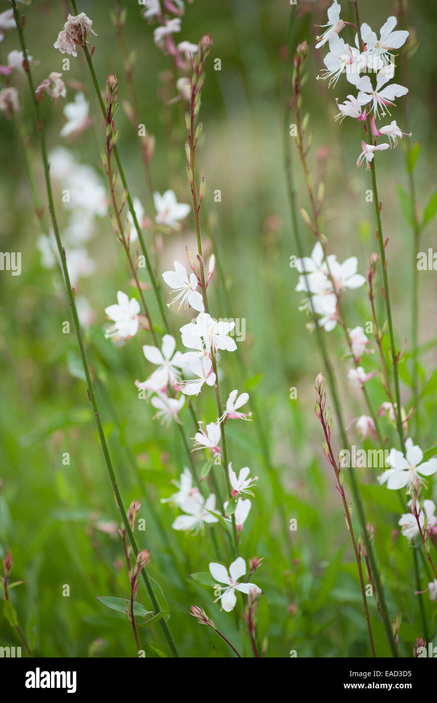 Gaura, Gaura Lindheimeri, weißes Objekt Stockfotografie Alamy
