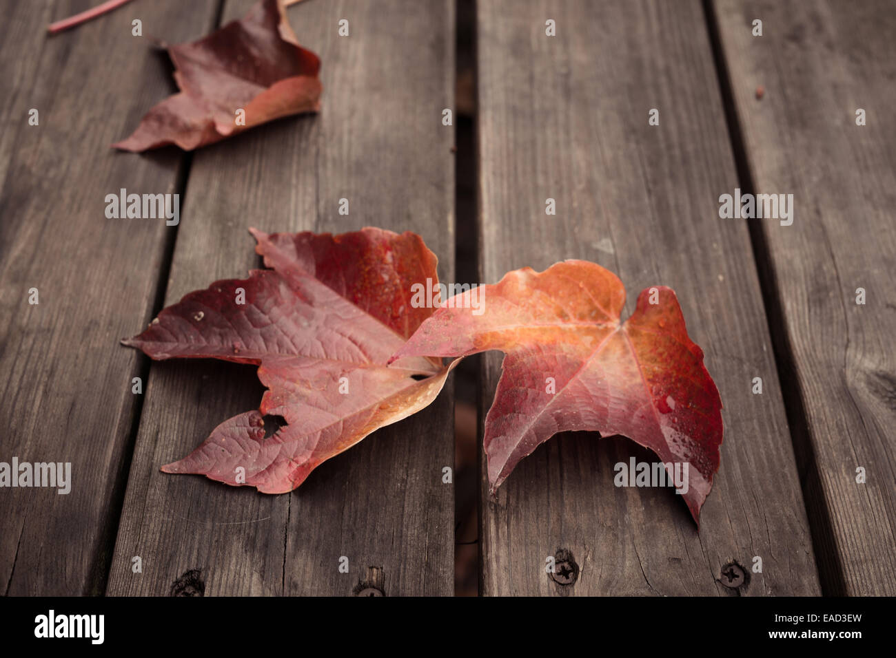 Herbst, Blatt, Hintergründe, Holz, Thanksgiving, Winter, Saison, Dekoration, bunt, Stillleben, Pflanze, Ahorn, Stockfoto