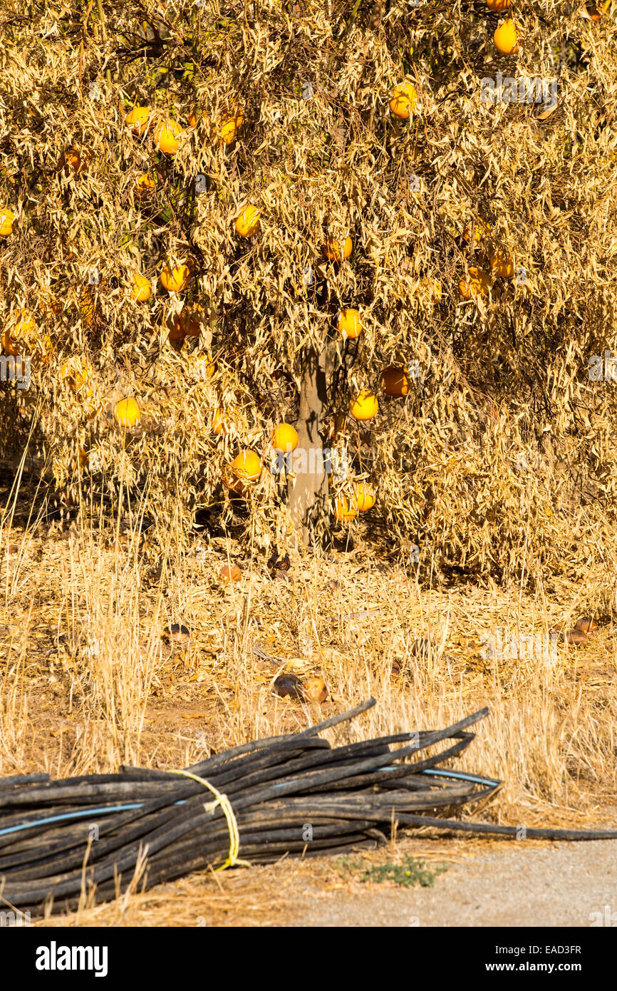 Sterben, Orangenbäume, die haben nicht mehr Wasser, um sie in der Nähe von Bakersfield, Kalifornien, USA, mit der Bewässerung-Rohrleitung zu bewässern, die herausgerissen hat. Nach einer noch nie da gewesenen vier Jahr lang Dürre ist Bakersfield nun die trockenste Stadt in den USA. Die meisten von Kalifornien ist in außergewöhnliche Trockenheit, Dürre Klassifizierung auf höchstem Niveau. 428.000 Hektar landwirtschaftlicher Flächen wurden aus der Produktion wegen des Mangels an Wasser, Tausende von landwirtschaftlichen Arbeitern ihren Arbeitsplatz verloren haben und ein Drittel aller Kinder in Kalifornien hungrig zu Bett gehen. Stockfoto