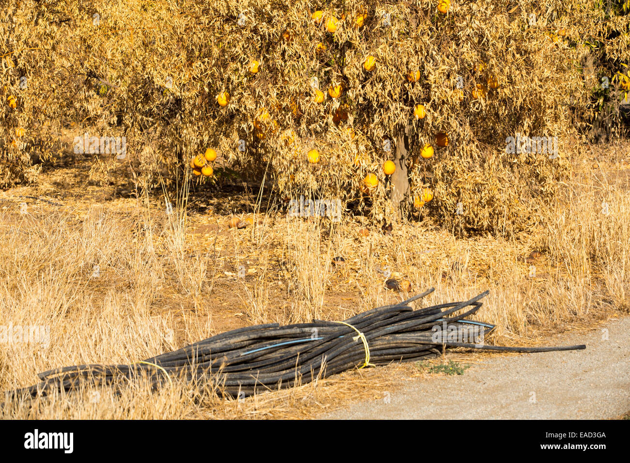 Sterben, Orangenbäume, die haben nicht mehr Wasser, um sie in der Nähe von Bakersfield, Kalifornien, USA, mit der Bewässerung-Rohrleitung zu bewässern, die herausgerissen hat. Nach einer noch nie da gewesenen vier Jahr lang Dürre ist Bakersfield nun die trockenste Stadt in den USA. Die meisten von Kalifornien ist in außergewöhnliche Trockenheit, Dürre Klassifizierung auf höchstem Niveau. 428.000 Hektar landwirtschaftlicher Flächen wurden aus der Produktion wegen des Mangels an Wasser, Tausende von landwirtschaftlichen Arbeitern ihren Arbeitsplatz verloren haben und ein Drittel aller Kinder in Kalifornien hungrig zu Bett gehen. Stockfoto