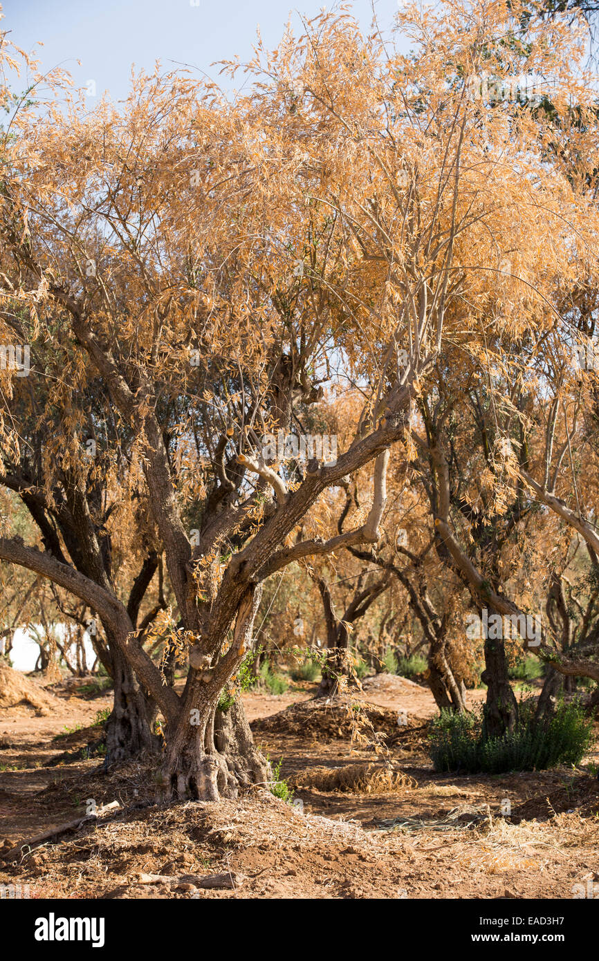 Sterben die Olivenbäume, die nicht mehr Wasser in der Nähe von Bakersfield, Kalifornien, USA zu bewässern.  Nach einer noch nie da gewesenen vier Jahr lang Dürre ist Bakersfield nun die trockenste Stadt in den USA. Die meisten von Kalifornien ist in außergewöhnliche Trockenheit, Dürre Klassifizierung auf höchstem Niveau. 428.000 Hektar landwirtschaftlicher Flächen wurden aus der Produktion wegen des Mangels an Wasser, Tausende von landwirtschaftlichen Arbeitern ihren Arbeitsplatz verloren haben und ein Drittel aller Kinder in Kalifornien hungrig zu Bett gehen. Stockfoto