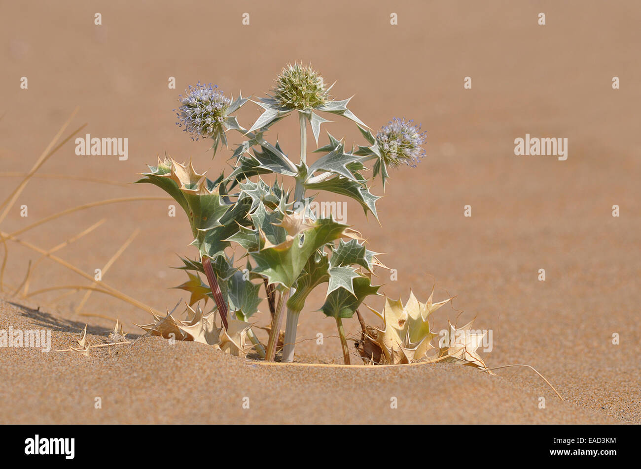 Meer-Holly (Eryngium Maritimum), Kreta, Griechenland Stockfoto