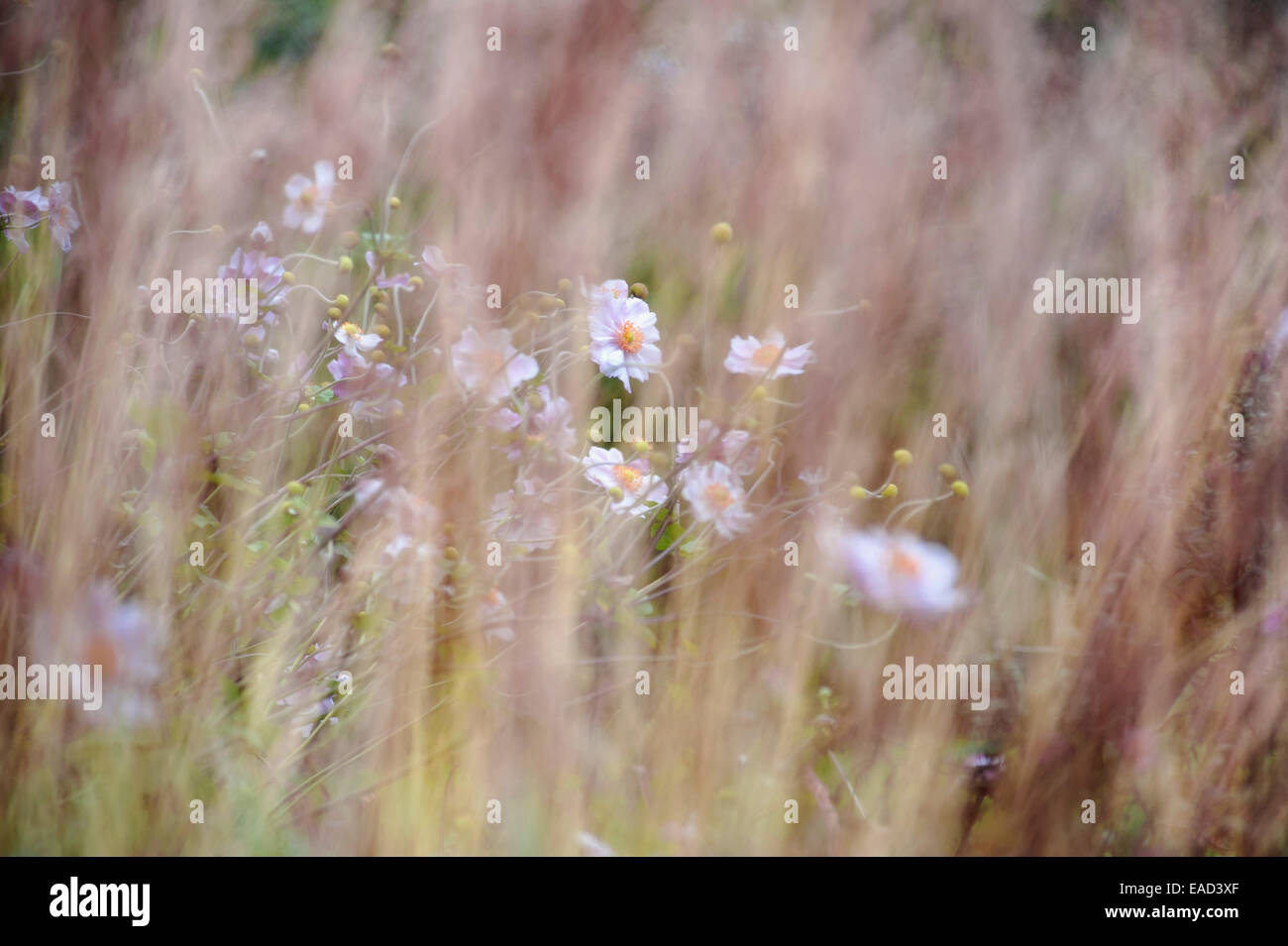 Anemone, japanische Anemone, Anemone Hupehensis var. Japonica, Mauve Thema. Stockfoto