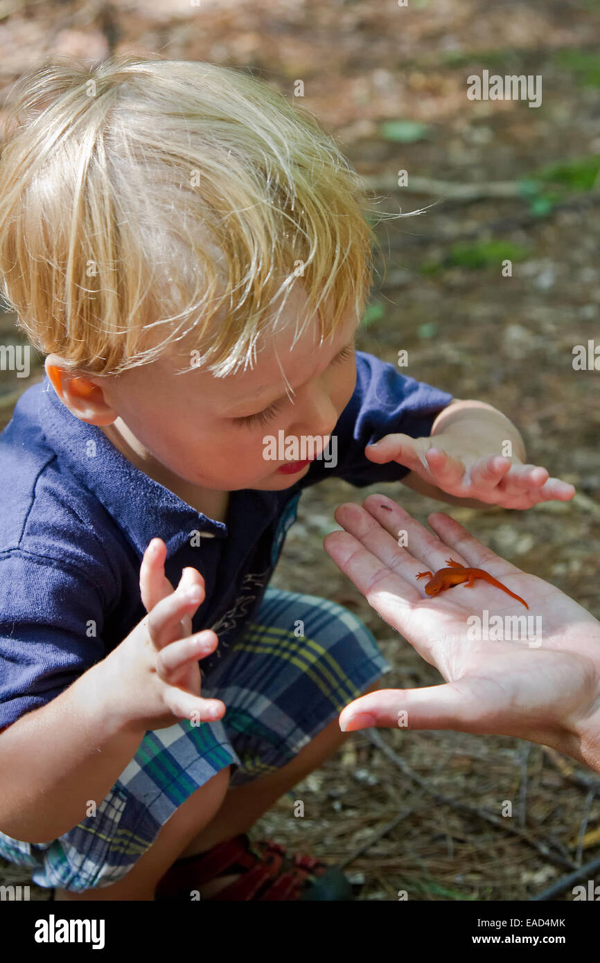 Kleiner Junge betrachtet man ein Salamander in seiner Mutter die hand Stockfoto