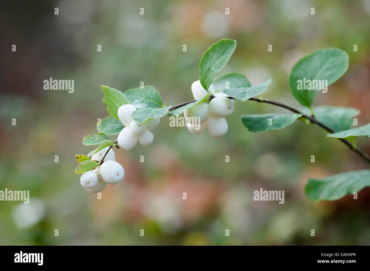 Schnee-Beere, Callunen Hispida, weißes Objekt. Stockfoto