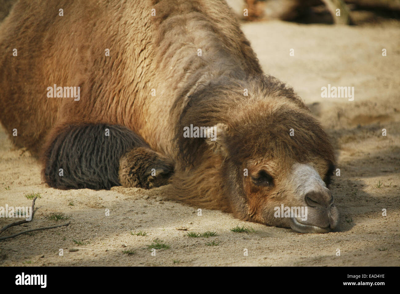 Bactrian Camel (camelus Ferus), im Sand ausruhen Stockfoto