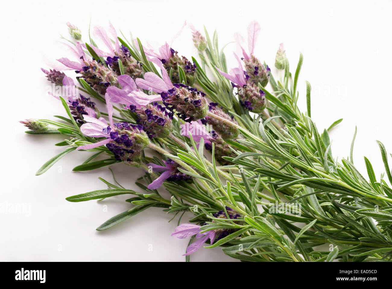 Lavendel, französischen Lavendel, Lavandula Stoechas, lila Thema, weißen Hintergrund. Stockfoto