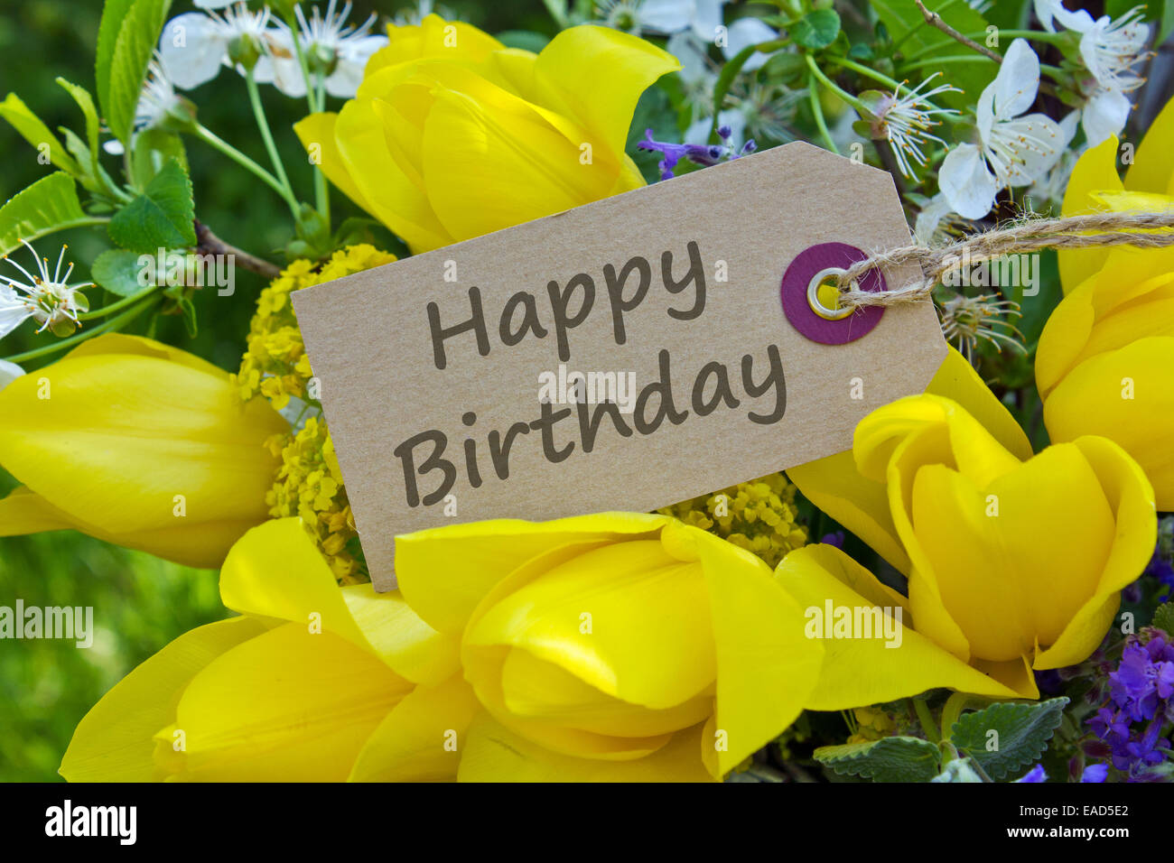 englische Geburtstagskarte mit gelben Tulpen Stockfoto
