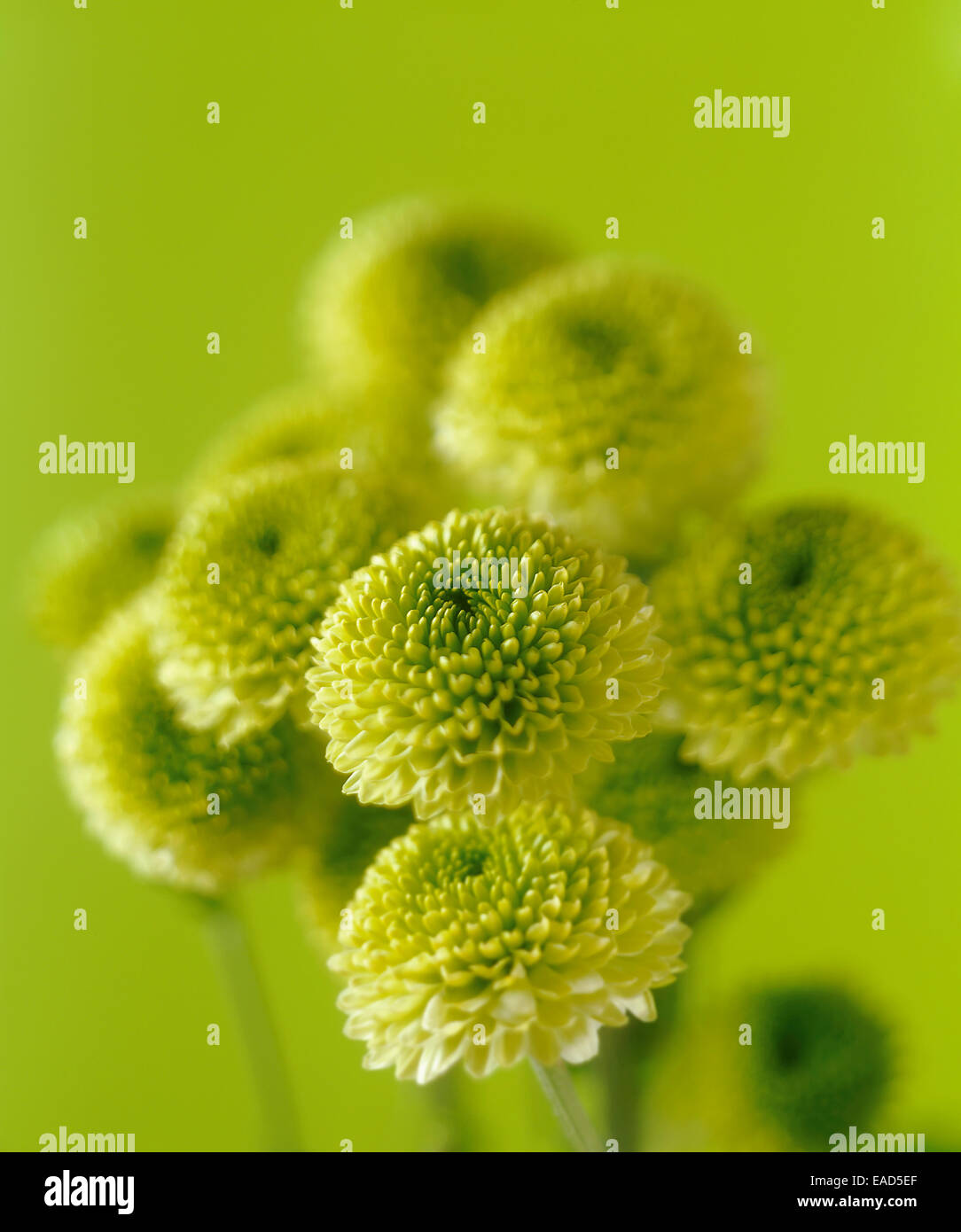 Chrysantheme, Chrysanthemen "Kermit" grünen Thema. Stockfoto