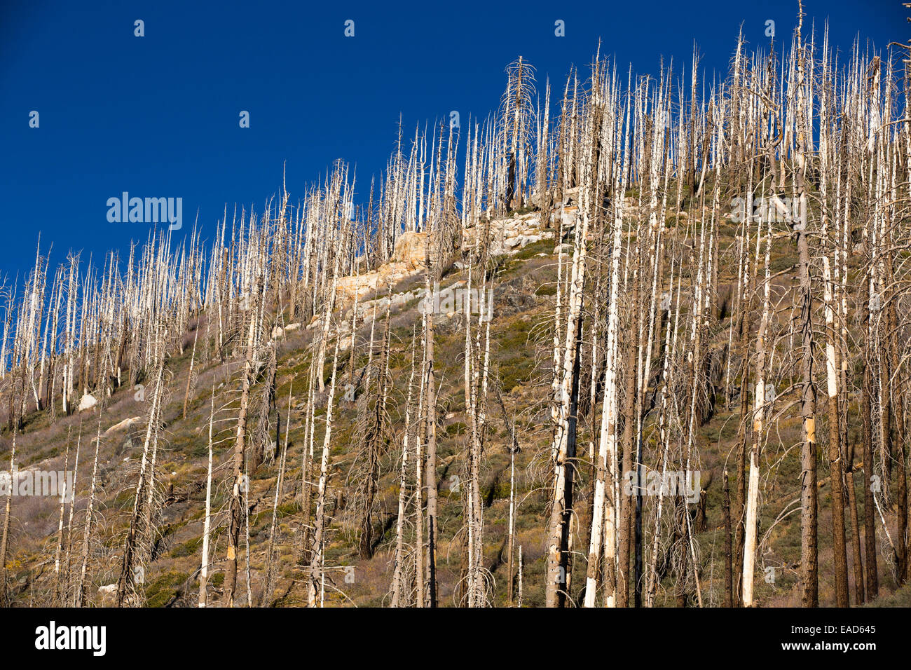 Wald von Waldbränden im Bereich Tule Fluss des Sequoia National Forest östlich von Porterville, Kalifornien, USA zerstört. Kalifornien ist im Griff der eine vierjährige lange außergewöhnliche Trockenheit, das wild gemacht hat viel häufiger, als auch abwischen $ 2,2 Milliarden jährlich aus der Landwirtschaft ausgelöst wird. Stockfoto