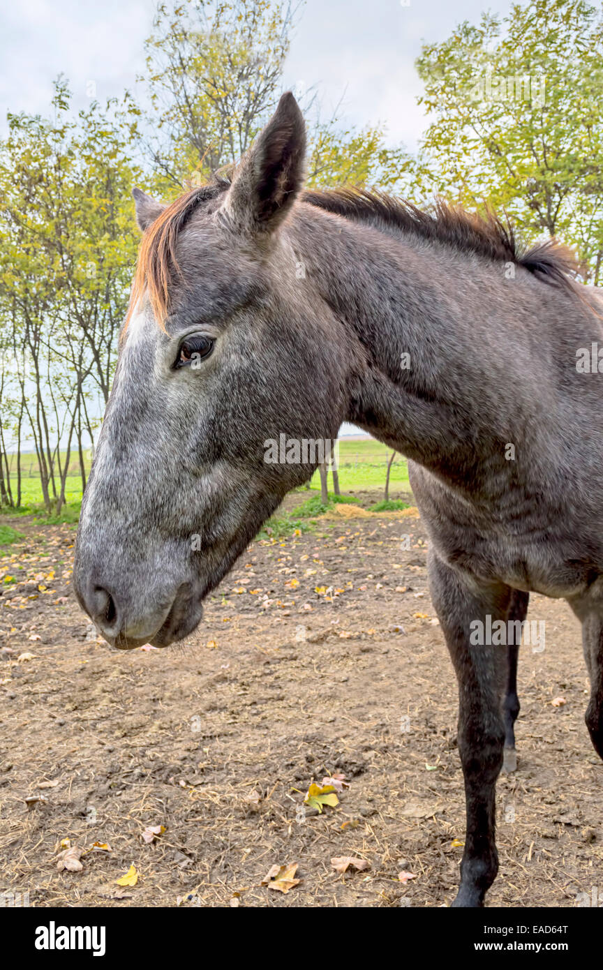 Junge graue Pferd wartet im Fahrerlager Stockfoto