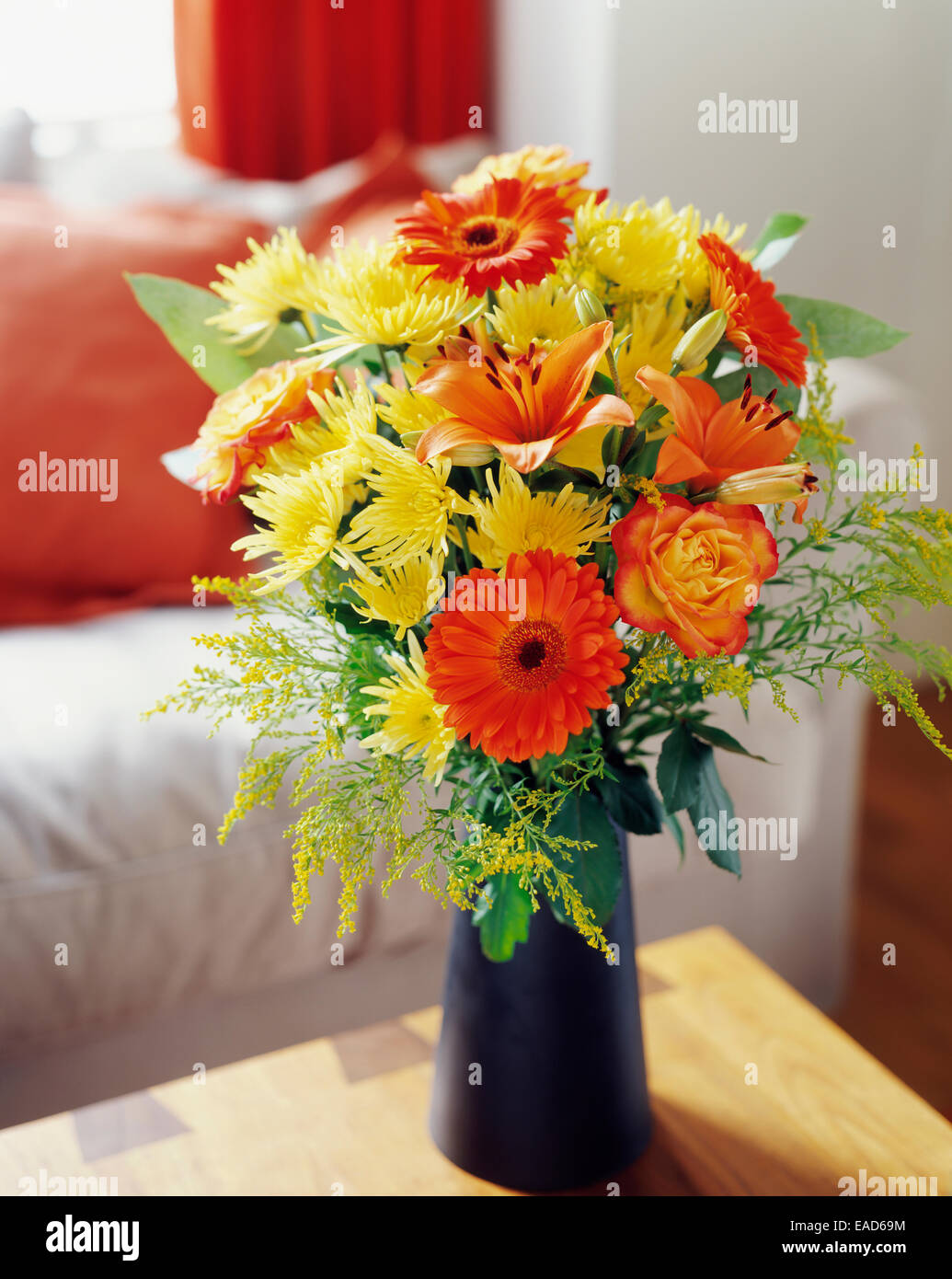 Gänseblümchen, Chrysantheme, Chrysanthemen, Mischfarben Thema. Stockfoto