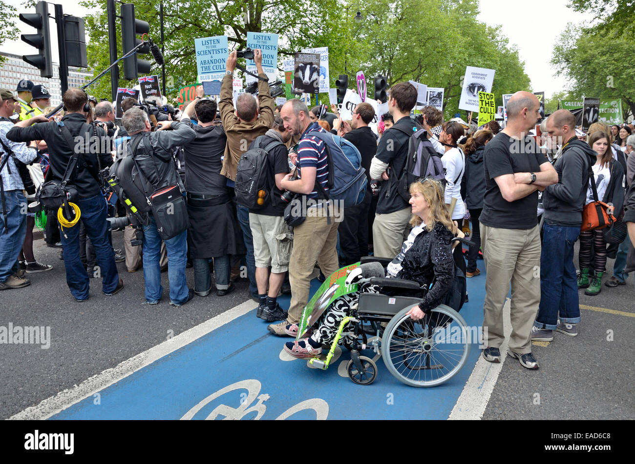 London, England, Vereinigtes Königreich. Nationalen März gegen the Badger Cull, Juni 2013 von Tate Modern Gallery. Frau in einem Rollstuhl Stockfoto