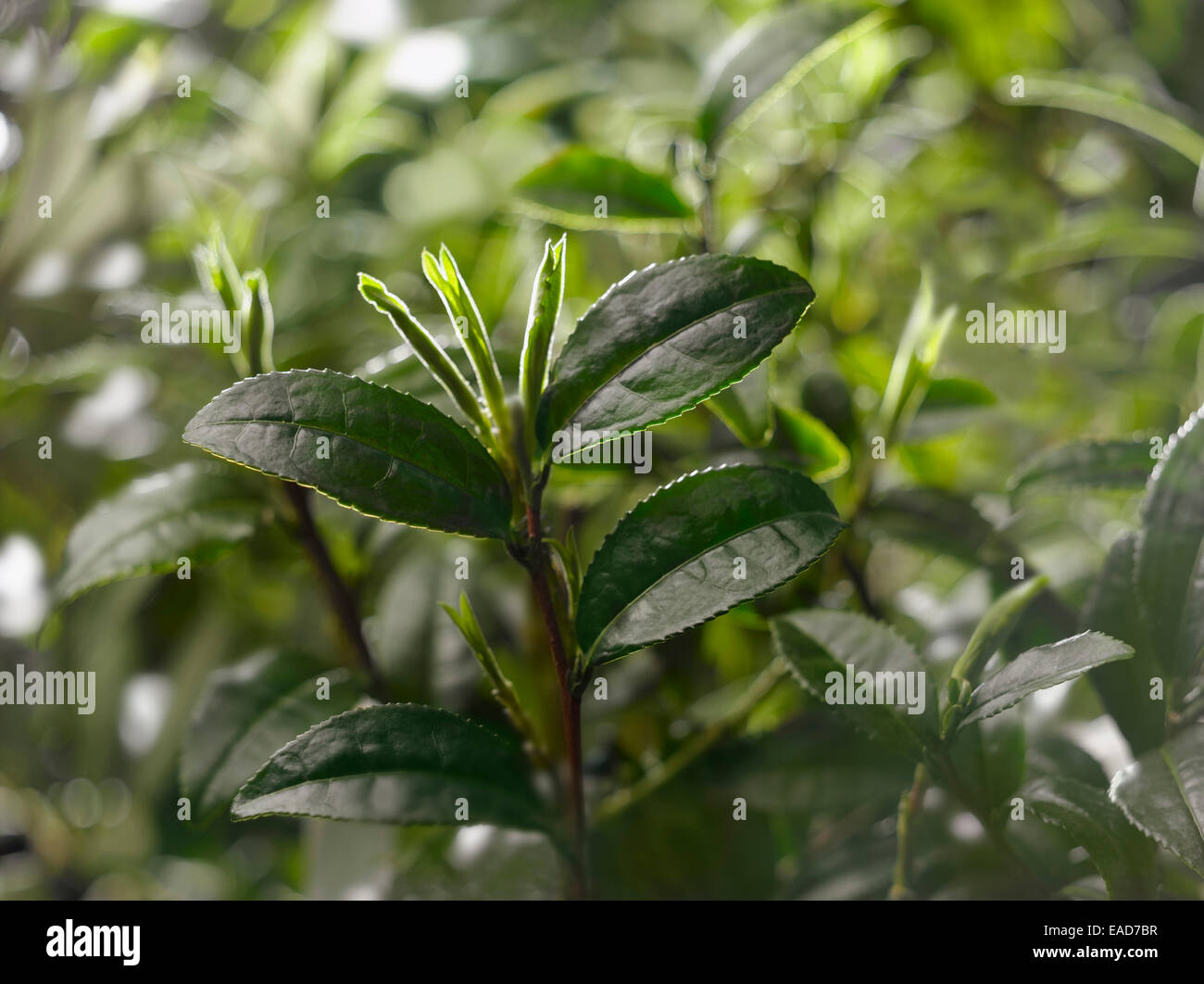 Teepflanze Camellia Sinensis, grünen Thema. Stockfoto