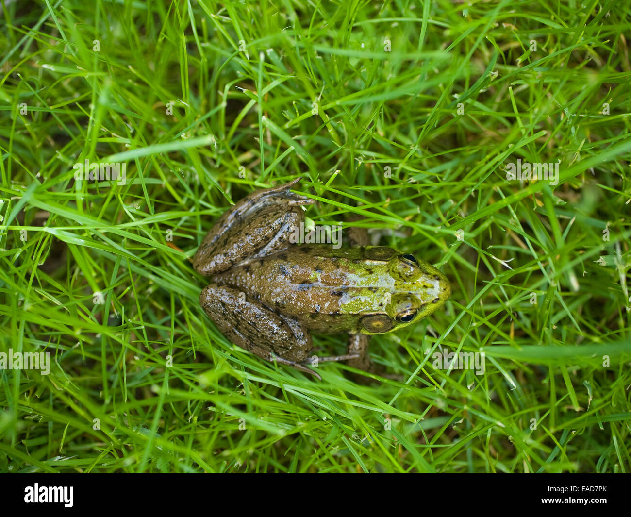 Frosch auf dem Rasen Stockfoto